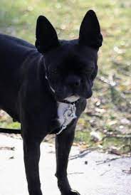 All white, absence of white markings. All Black Boston Terrier
