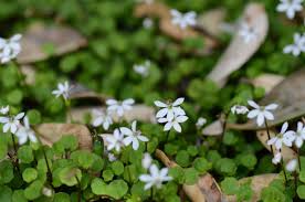 Image result for Lobelia petiolata