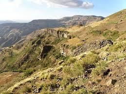 Image result for Coleus maculosus