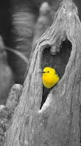 Beautiful Black And White Photography With Color Splash Splash Of Color Color Splash Photo Color Splash Photography Color Splash