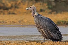 It is closely related to the european griffon vulture (gyps fulvus). White Rumped Vulture Critically Endangered Sps The India Flickr
