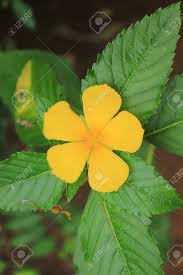 Image result for Turneraceae