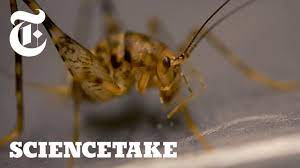 (usually accompanied by screams or provocative words.) this jumping creature is camel cricket, nightingale in orthopter, and the rhaphidophoridae. Crickets Can Jump 50x Their Body Length Here S How Sciencetake Youtube