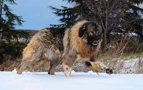 An average price of caucasian shepherd puppy is from $500 to $3000. 7 Things About Caucasian Mountain Shepherd Future Owner Should Know