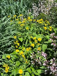 Image result for Verbesina encelioides