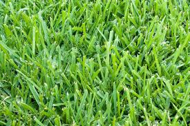 For the same reason, the evening is the worst time to water the lawn. Best Types Of Grass For Houston Lawns Best Pick Reports