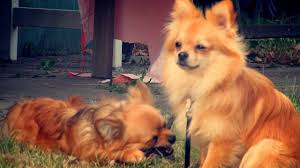 Finished reading about the chihuahua pomeranian mix? Chihuahua Pomeranian Mix Youtube