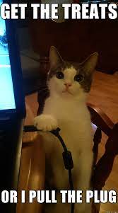 Calmly Threatening Cat Memes Kitty Cat Humor Funny Joke Gato Chat Captions Feline Laugh Photo Funny Animal Jokes Animal Jokes Funny Animal Quotes