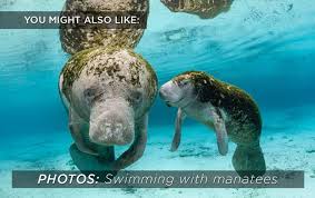 Check spelling or type a new query. Watch Baby Manatee Trying To Eat Plastic Is A Reminder That Our Trash Is Dangerous Human Impact Earth Touch News