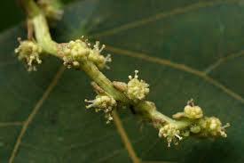 Image result for Macaranga capensis