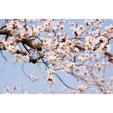 The moorpark apricots are considered one of the best apricot varieties, both in england and in the. Buy Bare Root Moorpark Apricot Trees For Sale Chief River Nursery Chief River Nursery