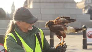 Thomas, ingersoll, dorchester, exeter, lucan, parkhill, grand bend, bayfield, pt. London S Solution To Pigeon Infestations Is Simple Find A Hawk
