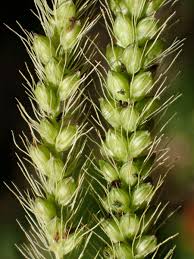 Image result for Setaria parviflora