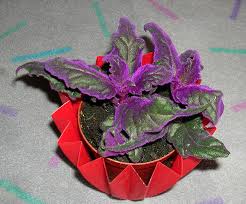 Image result for Gynura scandens