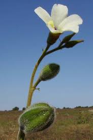 Image result for Aneilema lanceolatum