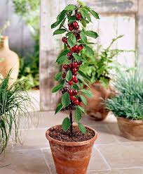 I fiori della carambola nei mesi primaverili raggiungono l'apice dello splendore. Cherry Sylvia Fruit Veg From Spalding Bulb Alberi Da Frutto Nani Alberi Nani Bonsai