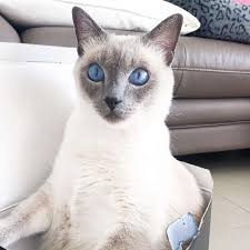 Cat wallpapers, backgrounds, images 1920x1080— best cat desktop wallpaper sort wallpapers by: 8 Cute Pictures Of Siamese Cats