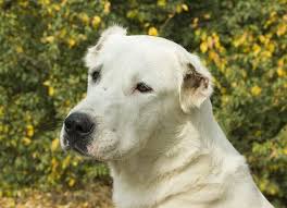 In the following we will be sharing a few things you should know as a new owner of a central asian shepherd puppy. Central Asian Shepherd Dog Breed Information