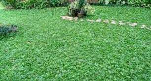 Harga rumput gajah mini bandung ini berkisar diantara 15 hingga 20 ribu per meter persegi. Jual Bibit Rumput Gajah Mini Agro Bibit Tanaman