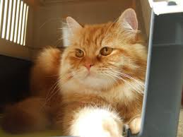 Kedi Boku Kedi Boku