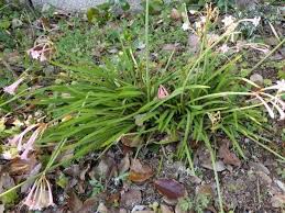 Image result for Cyrtanthus mackenii