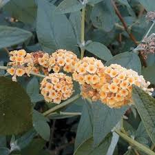 Maybe you would like to learn more about one of these? Yellow Butterfly Bush Direct Gardening
