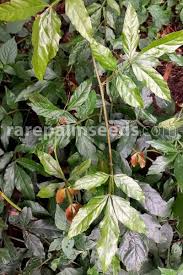 Image result for Paullinia pinnata