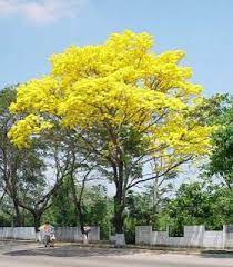 Arboles Amarillos De Los Que No Recuerdo El Nombre Flowering Trees Scenery Nature Photography