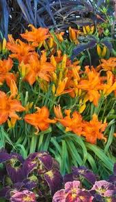 Canna lily orange flower in 6.33 in. 11 Orange Plants Ideas In 2021 Plants Orange Plant Container Gardening