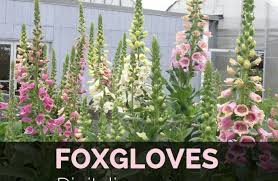 We did not find results for: Foxgloves Facts And Health Benefits