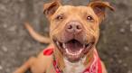 Pitbull Terrier Mixes: 21 Different Pittie Cross Breeds We ...
