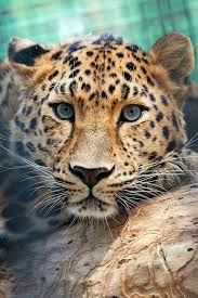 Leopard Kedileri Seviyorum Hayvanlar Hayvan