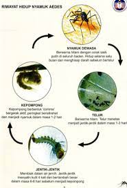 Posted by chikunxpert at 3:59 pm. Facebook