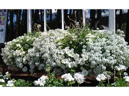It will be quick to show drought this sterile lobularia is extremely vigorous, and because it puts no energy into setting seed it has an. Lobularia O Alisso Snow Princess Vaso 14 Cm Societa Agricola Il Sumenzat