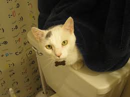 Shows you how to train your cat to use a human toilet. Training Your Cat To Use A Toilet Networx