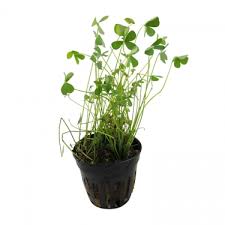 Image result for Mostuea hirsuta