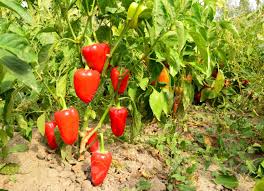It is a good gift to take when visiting a sick friend, too. Bell Pepper Plant Cheaper Than Retail Price Buy Clothing Accessories And Lifestyle Products For Women Men