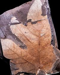 Image result for Araliaceae