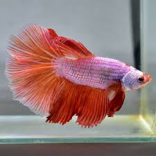 Details About Live Betta Fish Male Half Moon Betta Fish Betta Fish