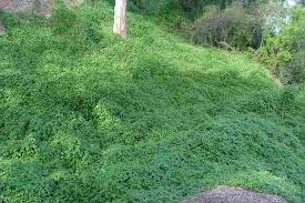 Image result for Neonotonia