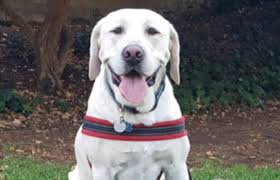 Southern california labrador retriever rescue. Sclrr