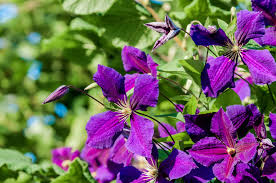 Do this to delay its heavy. How To Grow Clematis Van Meuwen