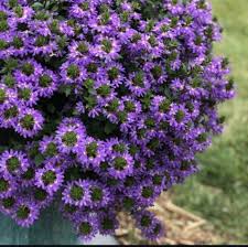 Image result for foto Vějířovka