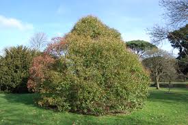 Image result for Ligustrum lucidum