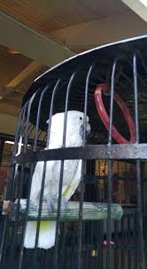 These are some of my most favorite moments on the. The Exotic Birds Of Jerry S Sanibel Holiday