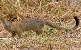 Image result for Englerina muerensis