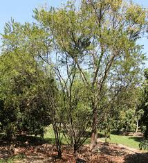 Image result for Acacia farnesiana