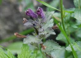 Image result for Sopubia ramosa