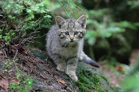 Моят Арт-блог в Blog. bg :: FELIS SILVESTRIS - дивата котка