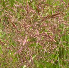 Image result for Agrostis